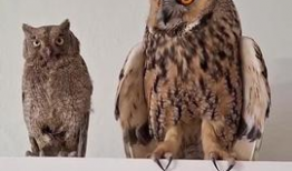 猫头鹰视频,神秘夜行者的奇妙世界揭秘